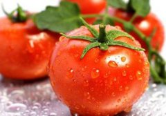 西红柿什么时候吃最好,西红柿什么时候成熟,西红柿是什么季节的蔬