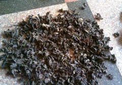 木耳发霉了还能吃吗,木耳发霉能吃吗,木耳发霉了怎么处理