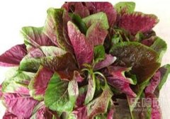 吃苋菜会过敏吗,苋菜吃了会过敏吗,苋菜会过敏吗