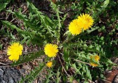 荠菜与蒲公英的区别,荠菜和蒲公英的区别,如何区分荠菜和蒲公英