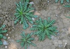 荠菜是凉性的吗,荠菜是凉性还是热性,荠菜是热性还是凉性