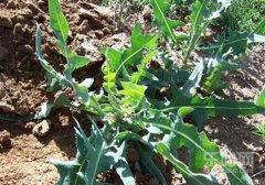 野菜有哪些,野菜图片大全及名字,野菜都有哪些品种