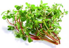 马齿苋是马兰头吗,马兰头是马齿苋吗,马齿苋和马兰头的区别