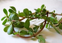 马齿苋可以治湿疹吗,马齿苋能治湿疹吗,马齿苋治湿疹吗