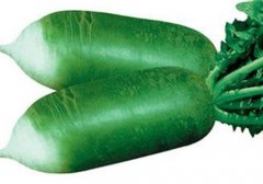 青萝卜的功效与作用,青萝卜有什么好处,青萝卜有什么功效