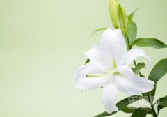 百合绿茶的做法,百合绿茶怎么做