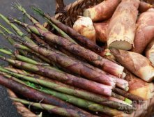 竹笋的功效与作用及食用方法,竹笋的功效与作用,竹笋的功效