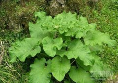 牛蒡的功效与作用及禁忌,牛蒡有什么功效,牛蒡有什么作用