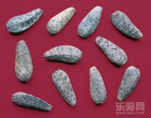 牛蒡子的功效与作用及使用方法,牛蒡子的功效与作用,牛蒡子的功效