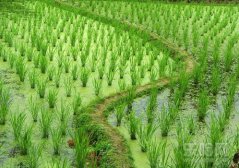 茭白是什么,茭白是笋吗,茭白是什么菜