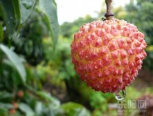 什么人不能吃荔枝,什么人不可以吃荔枝,什么人不宜吃荔枝