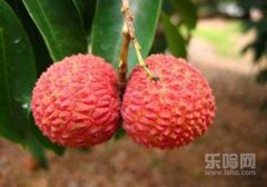 吃荔枝上火后怎么办,荔枝上火怎么办,吃荔枝上火了怎么办