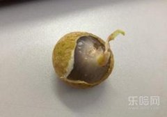 桂圆发芽了还能吃吗,桂圆发芽了能吃吗,桂圆发芽还能吃吗