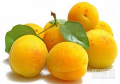 雪梨和什么煮止咳化痰,雪梨可以和什么一起煮