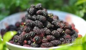 桑葚醋的做法,桑葚醋怎么做