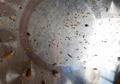 桑葚里面有虫子吗,桑葚有虫子吗,桑葚里面的虫子吃了有问题吗