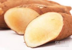 雪莲果皮可以吃吗,雪莲果皮能吃吗,雪莲果的皮可以吃吗