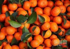 砂糖桔的功效与作用,砂糖桔吃了有什么作用