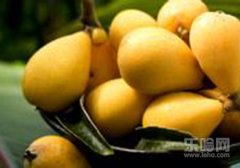 吃枇杷的禁忌,吃枇杷要注意什么