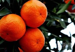 橘子里面有白点能吃吗,橘子上有白点能吃吗