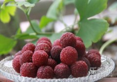 杨梅是凉性还是热性,杨梅是热性还是凉性,杨梅是热性的吗