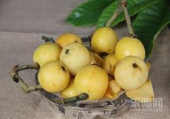 枇杷是热性还是凉性,枇杷是凉性还是热性,枇杷是凉性的吗