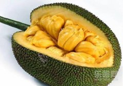 菠萝蜜吃了会胖吗,菠萝蜜吃多了会发胖吗,吃菠萝蜜会长胖吗