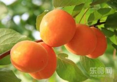 杏子是热性还是凉性,杏子是凉性的吗,杏是热性还是凉性