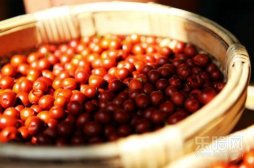 酸枣枸杞酒的做法,酸枣枸杞酒怎么做