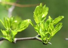 酸枣叶的功效与作用,喝酸枣叶有什么功效,酸枣叶有什么好处