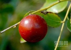 酸枣吃多了有什么坏处,酸枣吃多了会怎么样