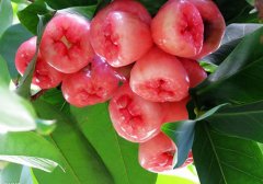 莲雾是热性还是凉性,莲雾是凉性还是热性,莲雾性寒吗