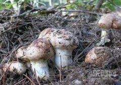 松茸有毒吗,松茸松茸会中毒吗,吃松茸会中毒吗