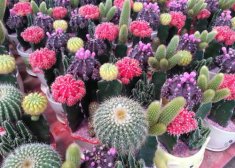 抗辐射的植物排名室内养,防辐射植物排行榜揭晓