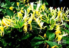 解暑喝什么茶,解暑喝什么,夏天喝什么茶解暑