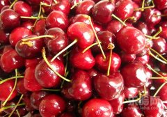 车厘子里面有虫子吗,车厘子里有虫子吗,车厘子里面有虫吗