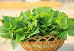 地瓜叶的功效与作用,地瓜腾叶的功效与作用