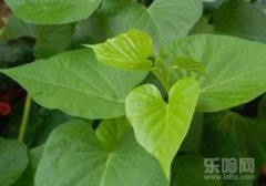 红薯叶的营养价值及食用方法,红薯叶有什么营养价值,红薯叶有什么