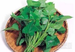 吃红薯叶能减肥吗,吃红薯叶可以减肥吗