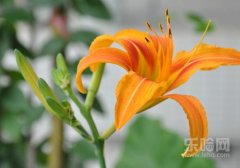 新鲜黄花菜有毒吗,鲜黄花菜含有什么毒素