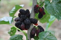 补血的水果有哪些,补血吃什么水果,吃什么水果补血效果最好