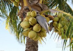 椰子能放多久,椰子能保存多久,椰子可以放多久