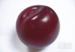 李子什么时候成熟,李子是什么季节的,李子成熟的季节