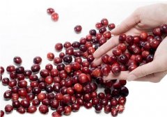 蔓越莓吃了会上火吗,蔓越莓上火吗