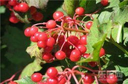 蔓越莓的功效与作用及食用禁忌,蔓越莓的功效与作用,蔓越莓的功效
