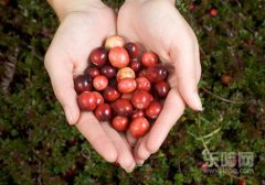 蔓越莓孕妇可以吃吗,蔓越莓怀孕能吃吗