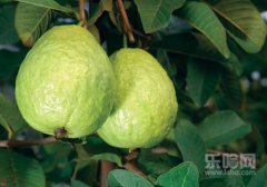 番石榴的营养价值,番石榴的营养成分,番石榴有什么营养价值