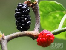 补肾的水果和蔬菜都有哪些,补肾的水果蔬菜,对肾好的水果和蔬菜