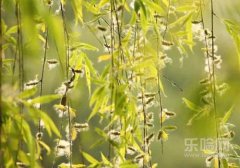 柳絮过敏的症状,柳絮过敏怎么办