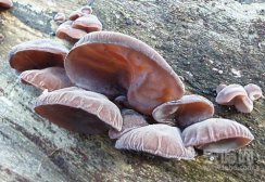 野生蘑菇的鉴别,野生蘑菇什么样的能吃